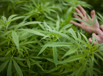 Missouri Doctors Slow on CBD