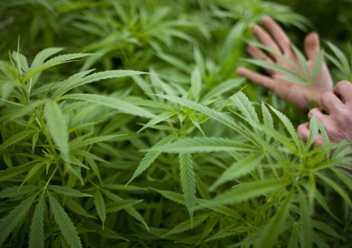 Missouri Doctors Slow on CBD