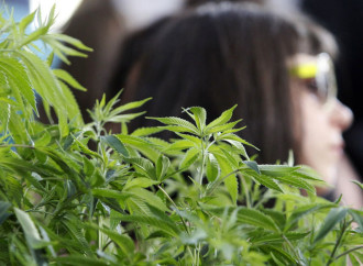 Israeli Researchers Heal Bones with Cannabis Oil