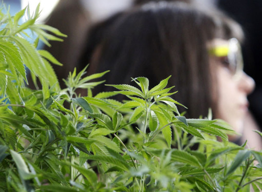 Israeli Researchers Heal Bones with Cannabis Oil