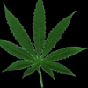 Cannabidiol: Re-discovering Marijuana