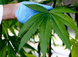 Cannabidiol Effective in Brain Cancer Treatment