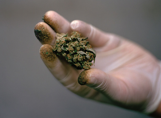 Cannabis Oil Treatment Discovered in The 1800s!