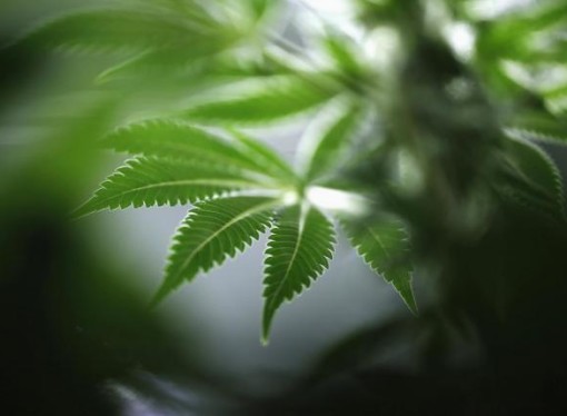 Florida Joins CBD Legalization States
