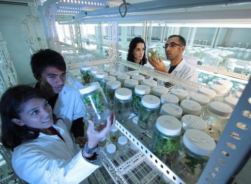 Scientific Breakthrough – 20-year Marijuana Study could be the key