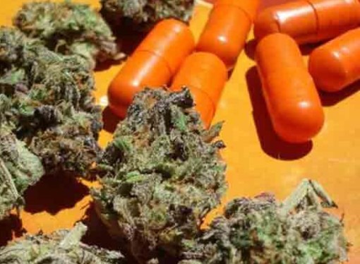 Six Marijuana Scams To Avoid