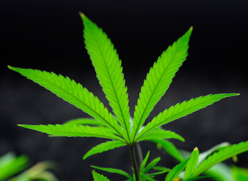 4 Colorado doctors suspended over medical marijuana recommendations