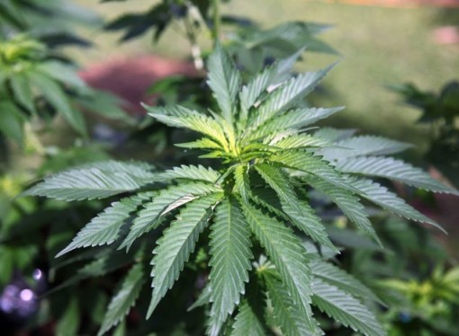 Medical Pot Program to Launch in 2018