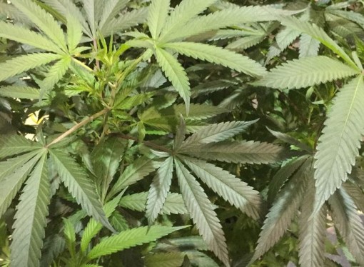 At least 9 States Charging Ahead with Marijuana Initiatives on Ballots in November.