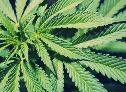 5 Things You Should Know about Ohio’s Medical Marijuana Law