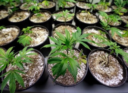 Why We Shouldn’t Ignore The Cannabis Oil Boom
