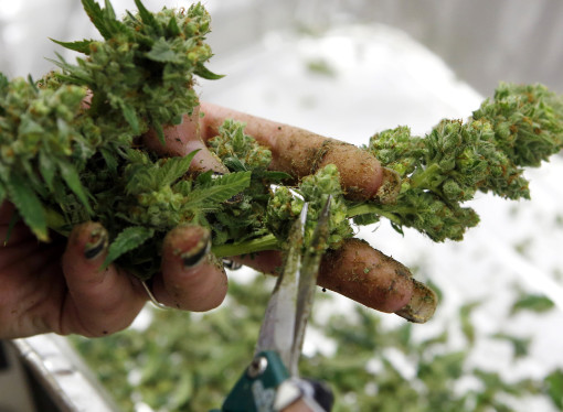 Medical Cannabis Is Safe, Says WHO
