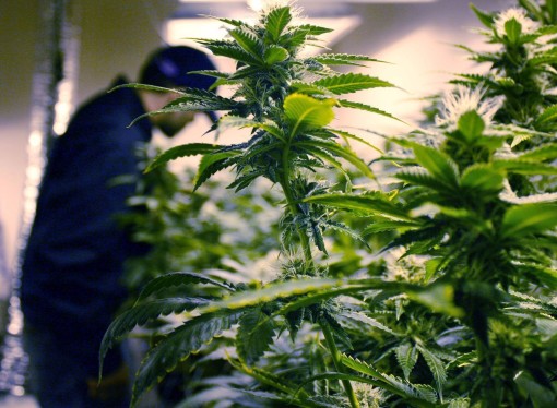 Democrats Propose Bill To Legalize Medical Cannabis In Kentucky