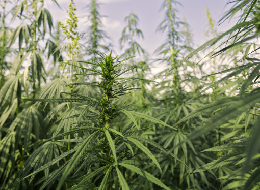 The Common Myths and Controversies About High-CBD Cannabis