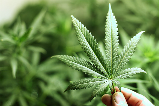 Medical Cannabis Approval Sweeps Across Europe