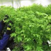A Commissioner Doubts The Benefits of Medical Marijuana