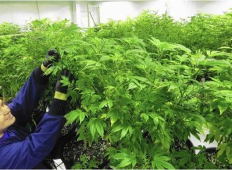 A Commissioner Doubts The Benefits of Medical Marijuana