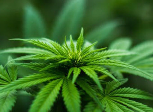 Medical marijuana sales uptick in Arkansas due to COVID-19, officials say