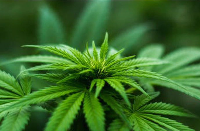 Medical marijuana sales uptick in Arkansas due to COVID-19, officials say