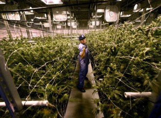 CT lawmakers approve new medical conditions for medical marijuana program
