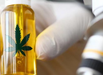 AUT to offer medicinal cannabis paper