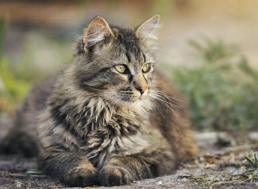 Is Hemp Oil Actually Safe for Cats?