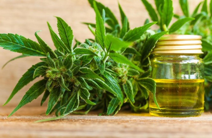 NHS plans to test its own cannabis oil