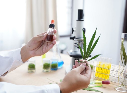 Unlike Opioids, Chronic Cannabis Use Doesn’t Lead To Heightened Pain Sensitivity
