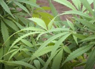 81% of Mississippians support medical marijuana, survey finds