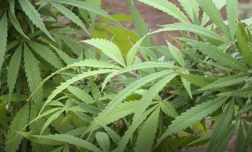 81% of Mississippians support medical marijuana, survey finds