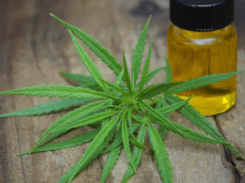 Benefits of Cannabis Coconut Oil