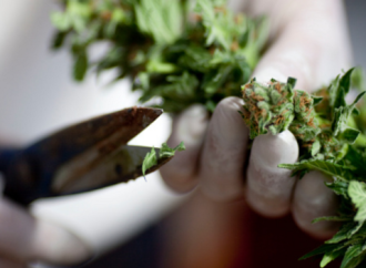 Medical marijuana in Missouri could be available this month