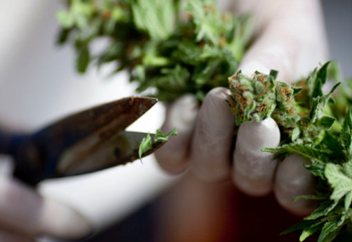 Medical marijuana in Missouri could be available this month