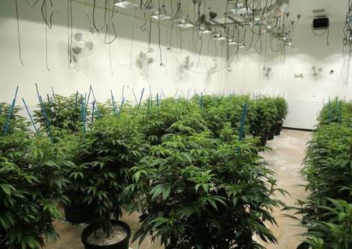 Dissatisfaction with Ohio’s medical marijuana program is widespread