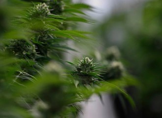 Trump campaign tells Mississippi group to stop saying he supports legalizing medical marijuana