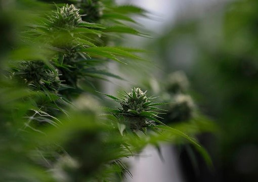 Trump campaign tells Mississippi group to stop saying he supports legalizing medical marijuana