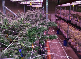 Peek inside the Southern University medical marijuana licensee’s operation in Baker