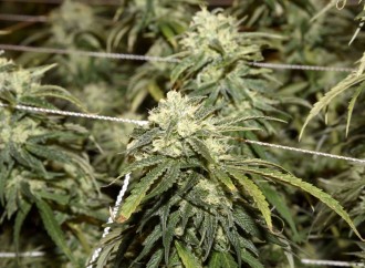 Montana medical marijuana providers cautiously optimistic about legalization