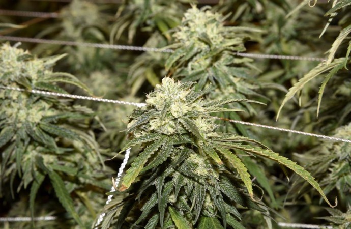 Montana medical marijuana providers cautiously optimistic about legalization