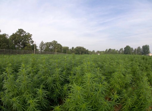 Medical marijuana in Mississippi approved with Initiative 65 vote. Here’s what that means