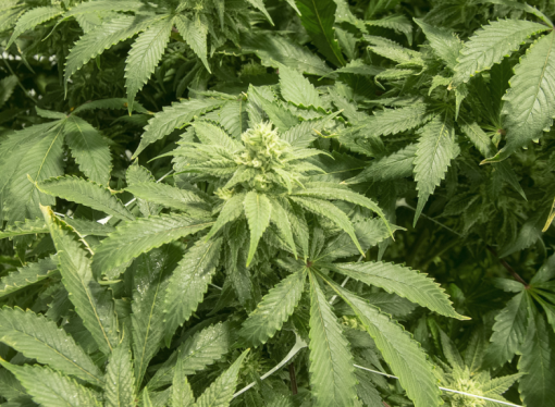 Cannabis oil sold in B.C. recalled over incorrect use instructions on packaging