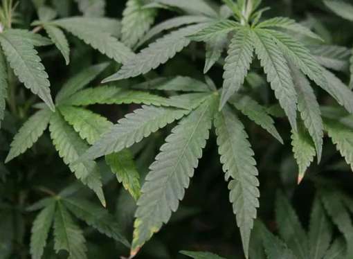 Cannabis oil facility built in South Carolina town