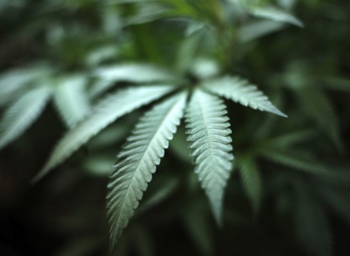 Letter: Buying medical marijuana from out of state shouldn’t be illegal