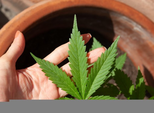 Is Medical Marijuana Covered By Medicare?