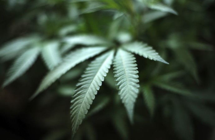 Bill to legalize medical marijuana in Kentucky appears dead