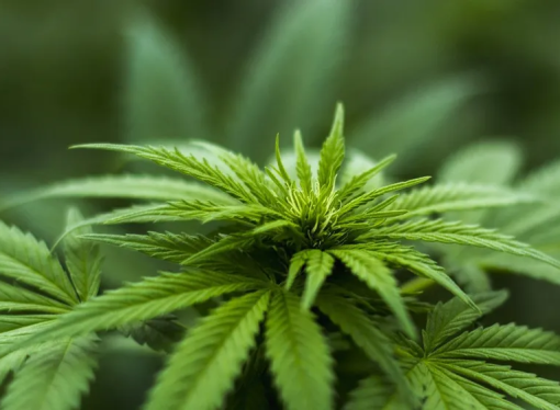 Bill allowing cancer patients to use cannabis oil with THC advances in Tennessee House