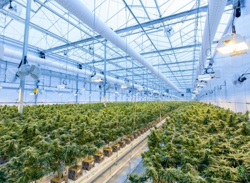 5 Ways CBD Oil Helps With Anxiety And Stress