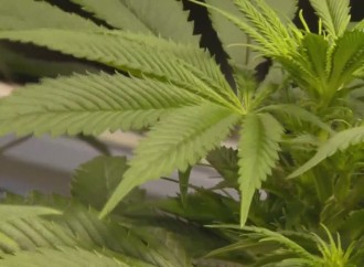 Medical marijuana caregivers look to be included in regulation process