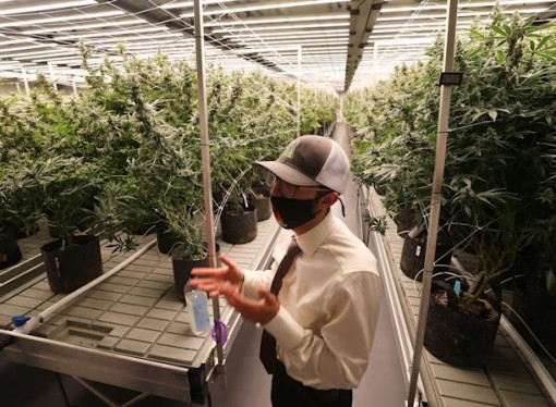From roses to weed: Apopka flower grower moves into the medical marijuana business