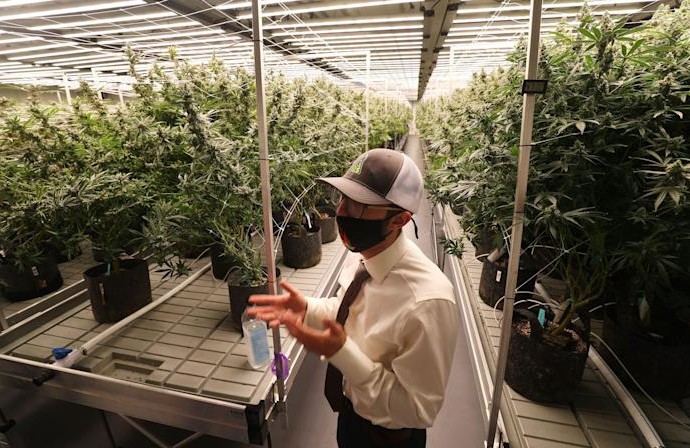 From roses to weed: Apopka flower grower moves into the medical marijuana business